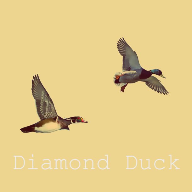 diamond duck